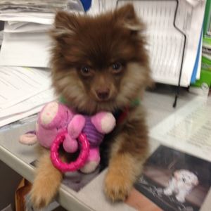 Meet your Posher, Lisa